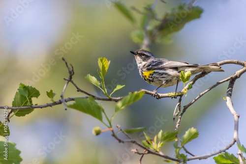 Myrtle Yellow-rumped Warbler in Fairbanks, Alaska photo