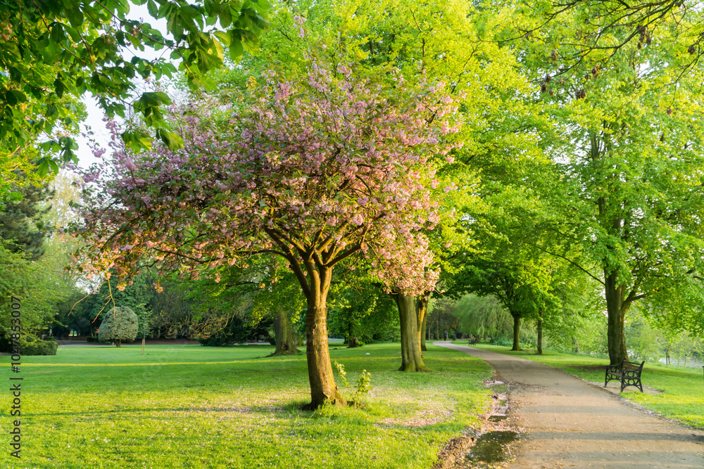 May in a Park in the UK May in a Park in the UK