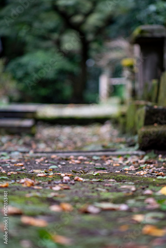 Tapety artystyczne 鎌倉2410 妙本寺34 落ち葉