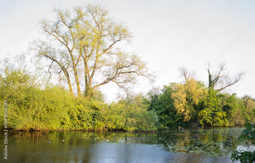 tree in the water tree in the water