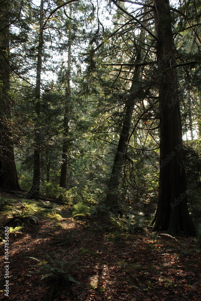 Obraz premium forest in autumn