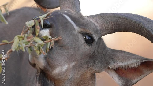 Greater kudu (Tragelaphus strepsiceros) bull feeding on leaves, large antelope of eastern and southern Africa. Slow motion, 25 percent natural speed.