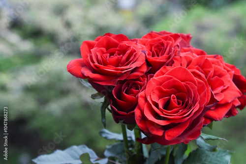 赤い薔薇