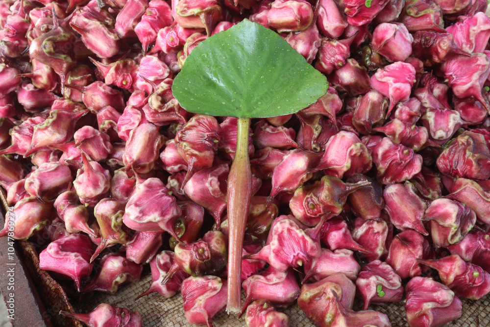 Water Chestnut tree with fruit on farm Water Chestnut tree with fruit on farm