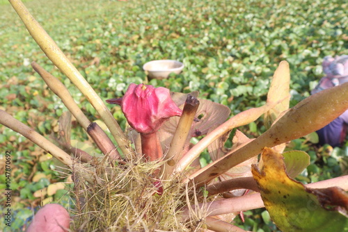 Water Chestnut tree with fruit on farm photo