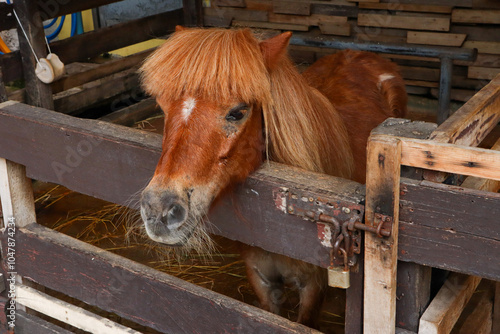 A brown pony head on a fence (Equus ferus caballus) side view . photo