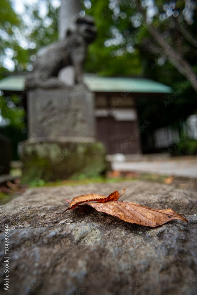 鎌倉2310 白幡神社(西成門)1 枯れ葉 鎌倉2310 白幡神社(西成門)1 枯れ葉