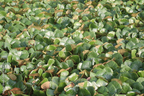 Water Chestnut tree plant on farm for harvest photo