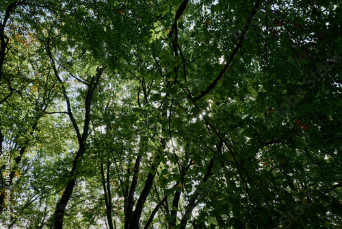 Beautiful September Morning Sunlight Peeking Through Forest Canopy in Chicago, IL Tranquil Nature Scene for Travelers