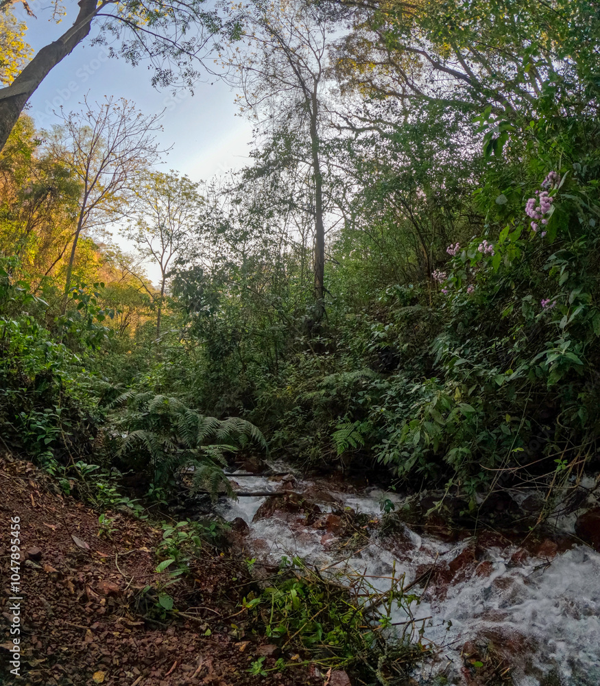 Jungle Stream Jungle Stream