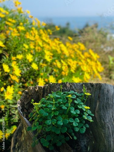 pequeños tréboles dentro de la corteza de un árbol cortado con flores amarillas de fondo photo