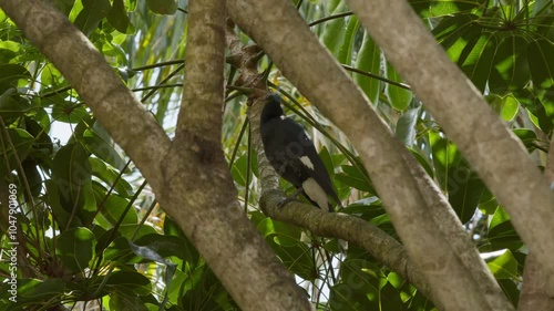 Currawong bird rests in tree, wind blowing