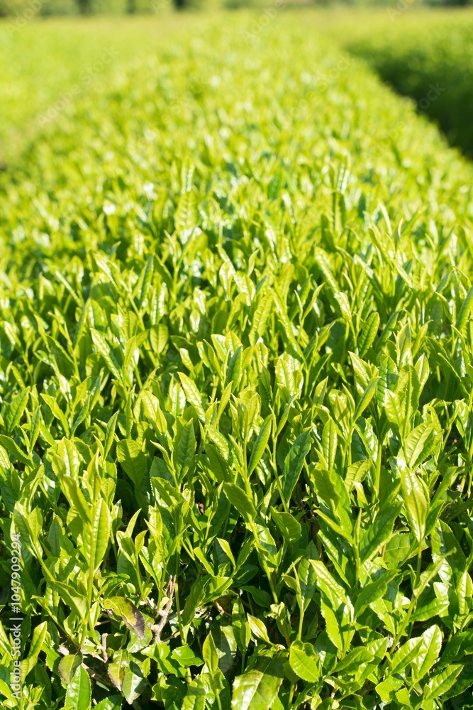 富士宮市　新緑の茶畑
