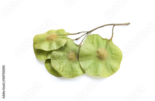 Isolated Pterocarpus macrocarpus or burma paduak seeds on white background with clpping paths. photo