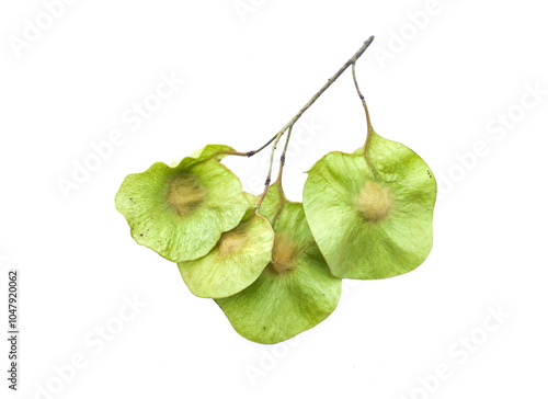 Isolated Pterocarpus macrocarpus or burma paduak seeds on white background with clpping paths. photo