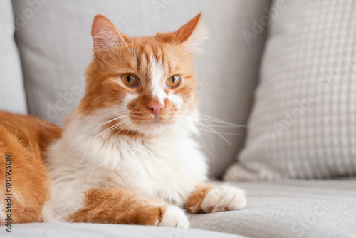 Cute cat lying on grey sofa at home, closeup