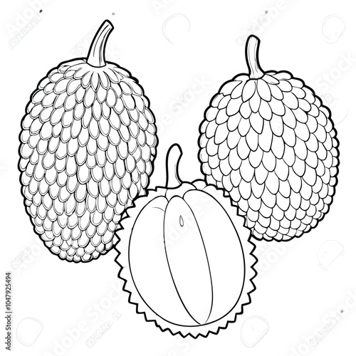 Outline Jackfruit vector illustration Isolated white background.