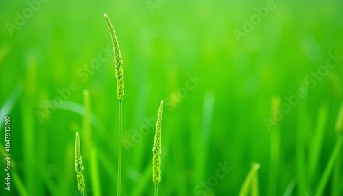  Vibrant green grass in a field with a single blade standing tall