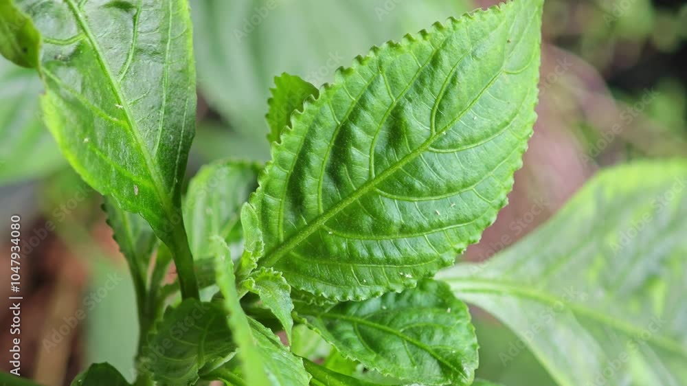 Strobilanthes cusia, the plant used for making dyes Strobilanthes cusia, the plant used for making dyes