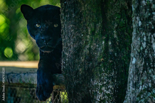 Wild Jaguar our Melanic Jaguar in Brazil photo