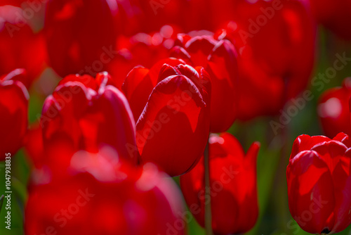 Red Tulip flower in tulip field at spring day. Colorful vivid pink tulips in the park. Spring landscape. Red tulip garden in spring. The Tulip. Beautiful bouquet of tulips in spring nature. Close up photo