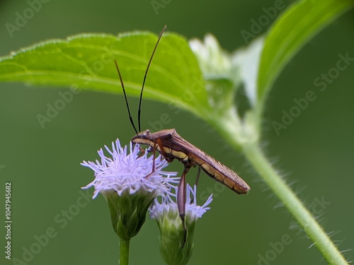 Leptocorisa oratorius sucks nectar from Ageratum conyzoides flowers photo