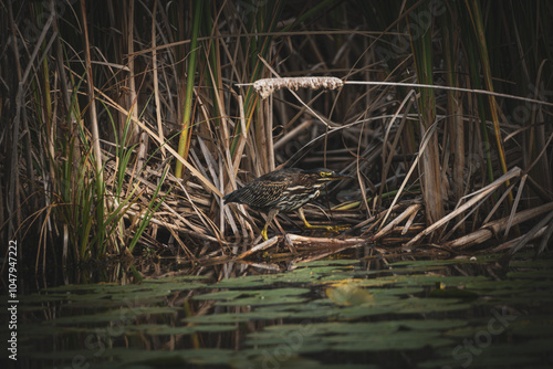 juvenile green heron stalking prey