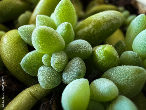 closeup of succulents