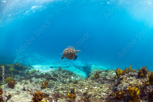 A sea turtle gracefully swims underwater, captured at Montague Island, Australia. photo