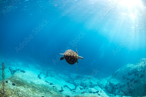 A sea turtle gracefully swims underwater, captured at Montague Island, Australia. photo