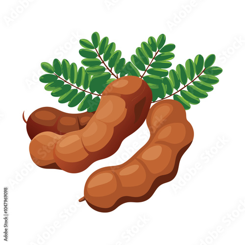 Tamarind vector illustration Isolated white background.