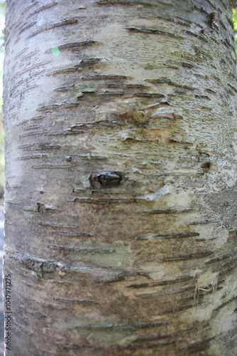 Paper birch tree bark close up