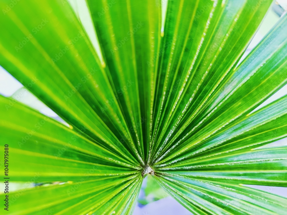 Fototapeta premium Palm Leaf Radiance: Close-up view of vibrant green palm fronds, radiating outwards from the center, showcasing intricate details and textures. A burst of tropical freshness. 