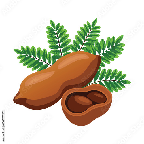 Tamarind vector illustration Isolated white background.