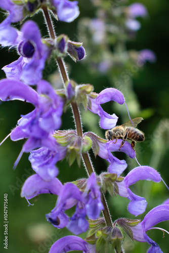 Bee on the petal of a purple meadow sage flower in a garden in Potzbach, Germany on a spring day. photo