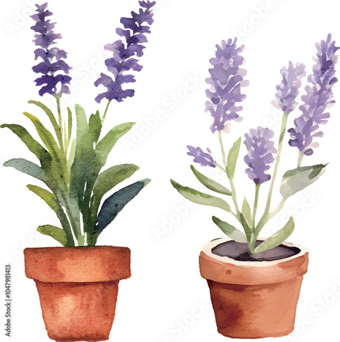 lavender in a pot isolated