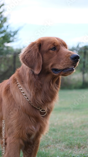 Obraz na płótnie golden retriever dog