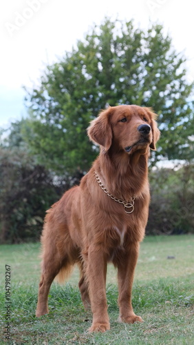 Obraz na płótnie golden retriever dog