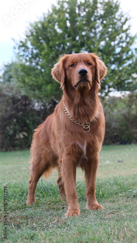 Obraz na płótnie golden retriever dog