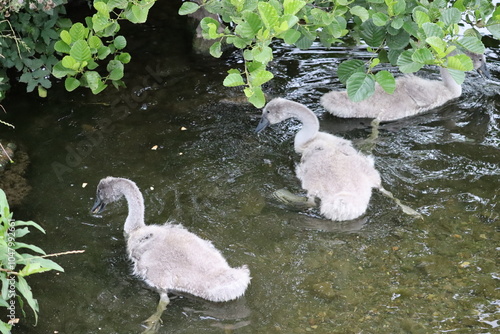 Swans in Dublin