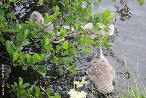 Photography Swans in Dublin