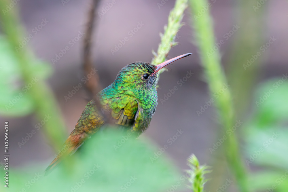 Fototapeta premium A Rufous-tailed Hummingbird in Costa Rica
