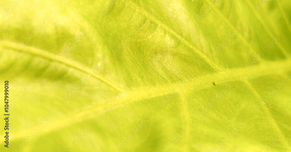 Close-up image showcases the intricate veins and textured surface of a green leaf. Premium modern bright and elegant photos, Background for banners, posters and wallpaper designs. Close-up image showcases the intricate veins and textured surface of a green leaf. Premium modern bright and elegant photos, Background for banners, posters and wallpaper designs.