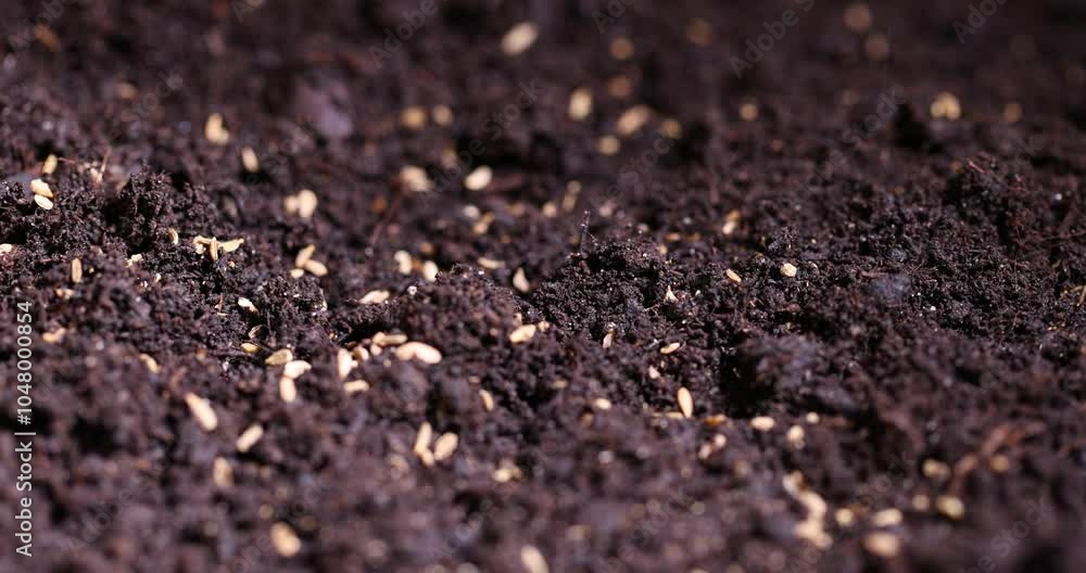 carrot seeds in black fertile soil, seeds of one carrot variety sown in fertile soil carrot seeds in black fertile soil, seeds of one carrot variety sown in fertile soil