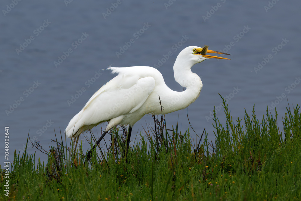 Great Egret (Ardea Alba) holding fish in its beak, in the wetlands near Huntington Beach, California. Walking in green plants; blue water in the background.
Great Egret (Ardea Alba) holding fish in its beak, in the wetlands near Huntington Beach, California. Walking in green plants; blue water in the background.