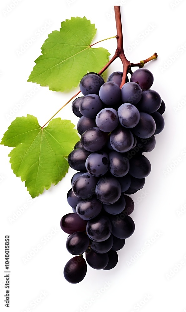 Fototapeta premium Black grapes with leaf fruit isolated on white background