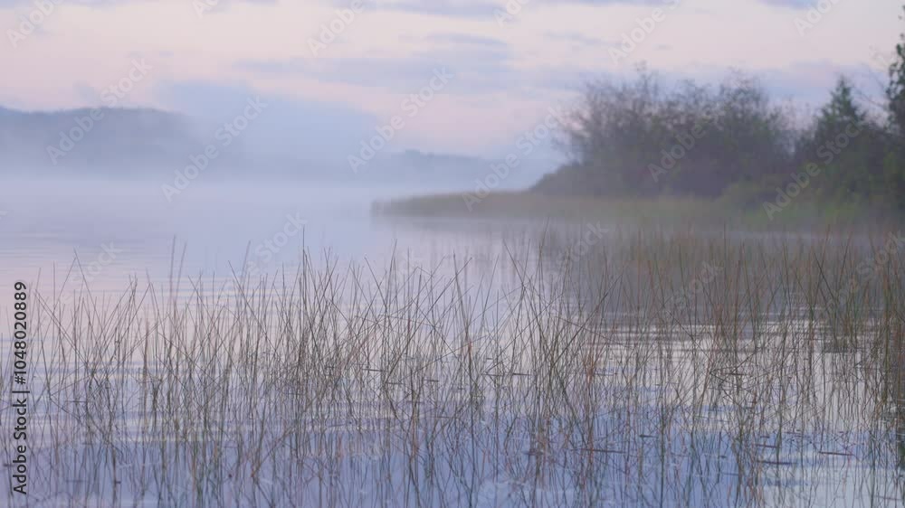 Misty lake shore with reeds swaying gently in the early morning fog Misty lake shore with reeds swaying gently in the early morning fog