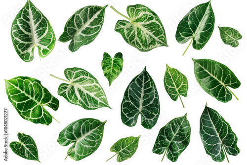 Green leaves of tropical isolated on white or transparent background