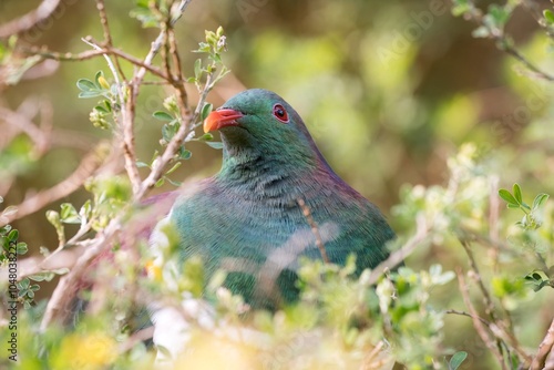 Kererū (New Zealand Pigeon) - A Majestic Native Bird in Its Habitat photo