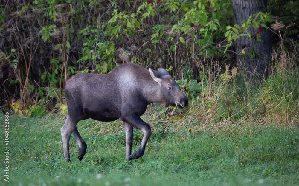 Fototapeta premium Moose in the woods